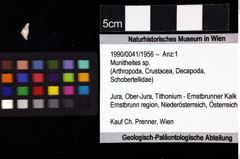 Foto (Objket + Etiketten) von Munitheites sp. 